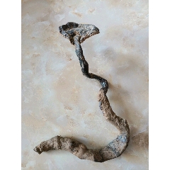 艺术级纯天然野生灵芝(au22166112)_7788收藏__收藏热线