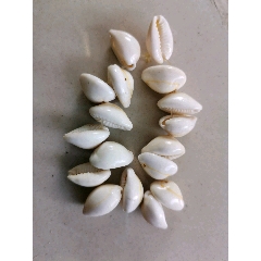 贝壳手链(au22222790)_7788收藏__收藏热线