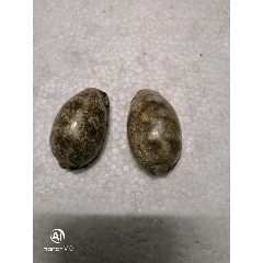 天然贝壳(au22249673)_7788收藏__收藏热线