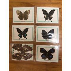 教课蝴蝶标本(au22319506)_7788收藏__收藏热线