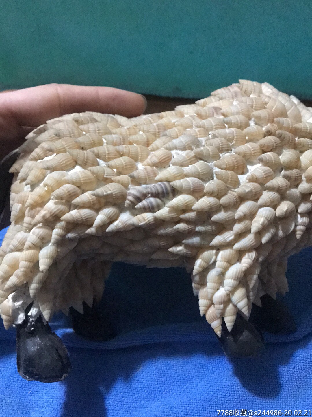 贝壳牛