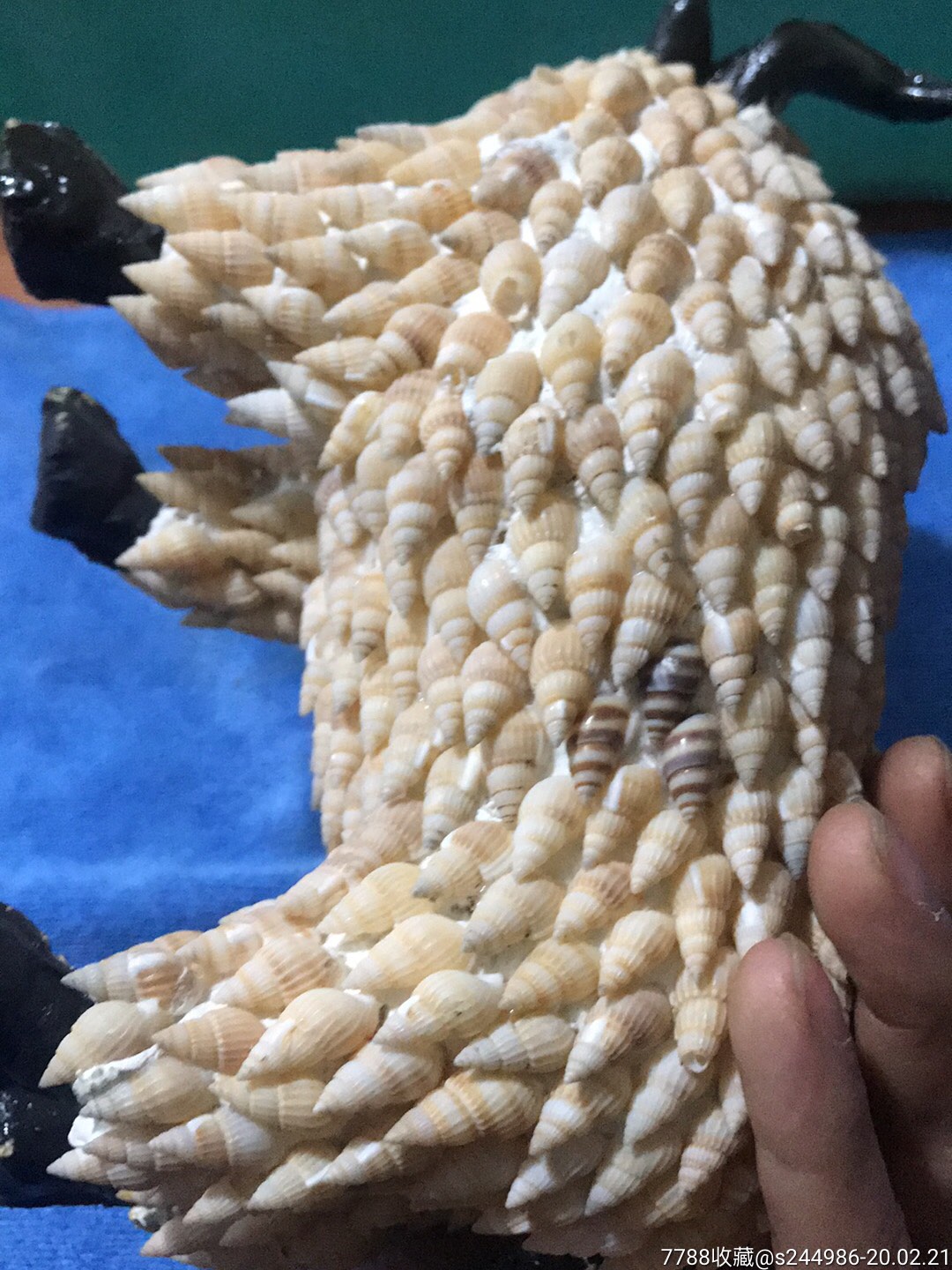 贝壳牛