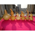 天然葫芦6个合售(au22345039)_7788收藏__收藏热线