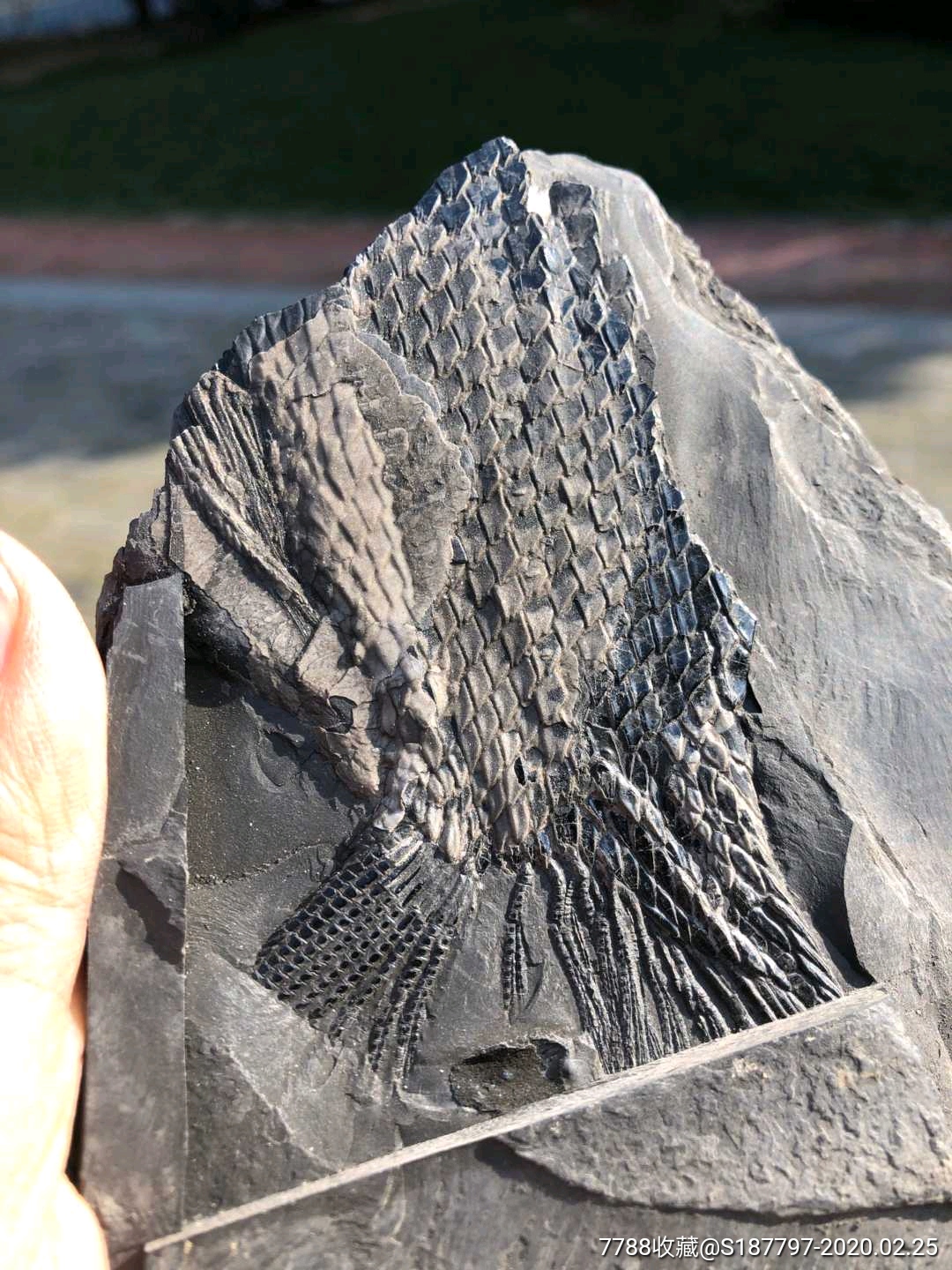 天然鱼化石贵州特产鳞齿鱼标本残片