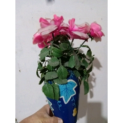 老款塑料玫瑰花(au22397261)_7788收藏__收藏热线