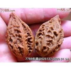 少见美品野生小楸子一对(zc22407276)_7788收藏__收藏热线
