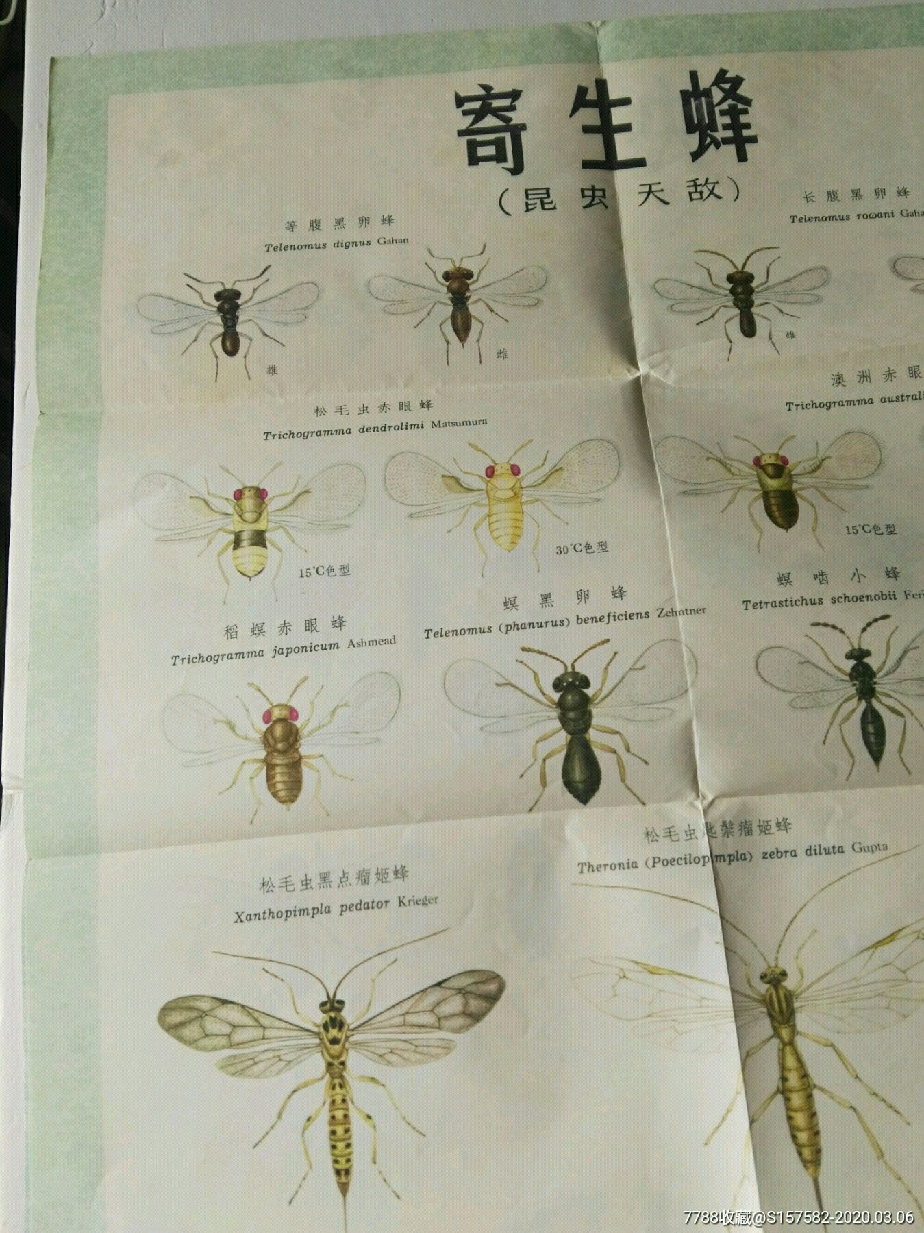 "害虫"宣传画:寄生蜂