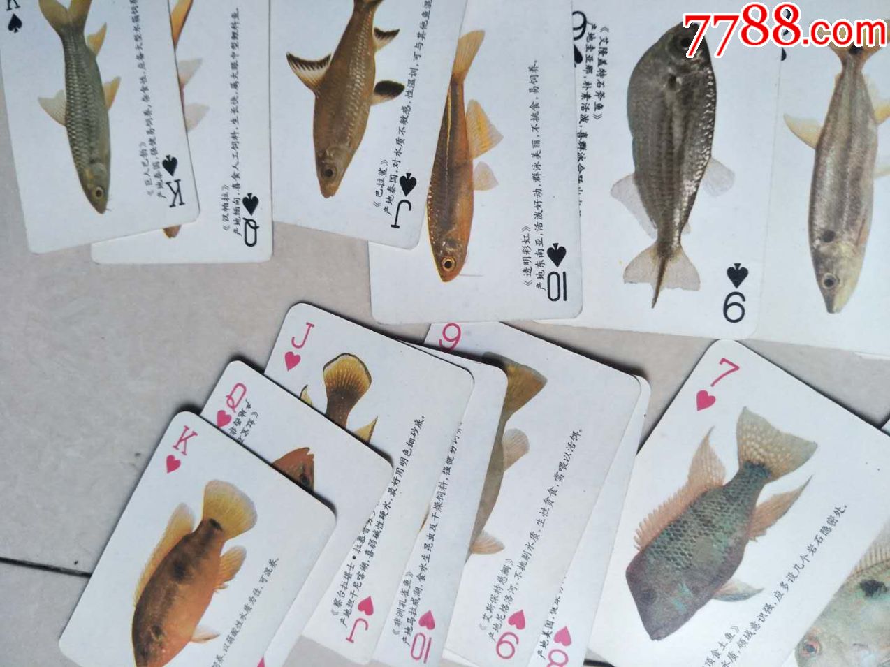 珍稀热带鱼扑克,少一张梅花j,品相如图