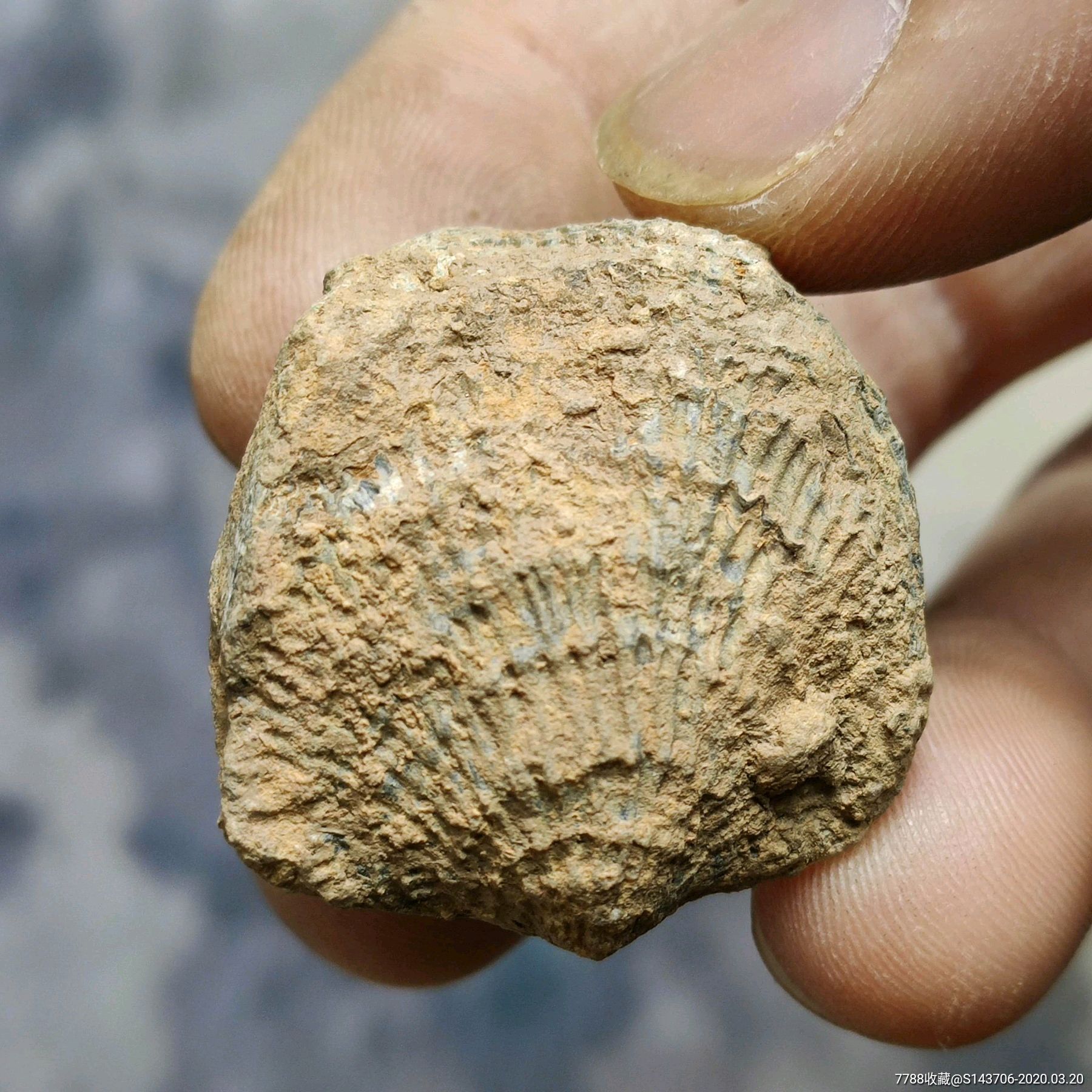 2-3亿年泥盆纪时期贝化石,编号x4