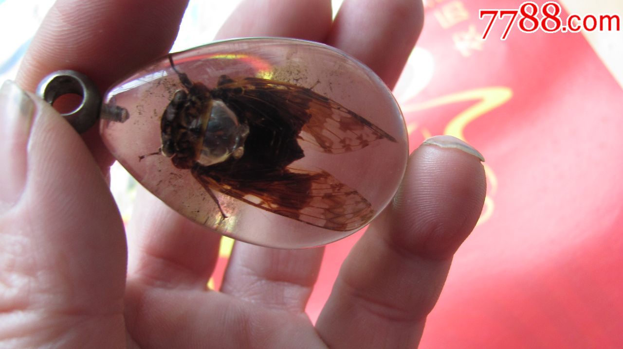 珍惜少见的昆虫琥珀蝴蝶一个