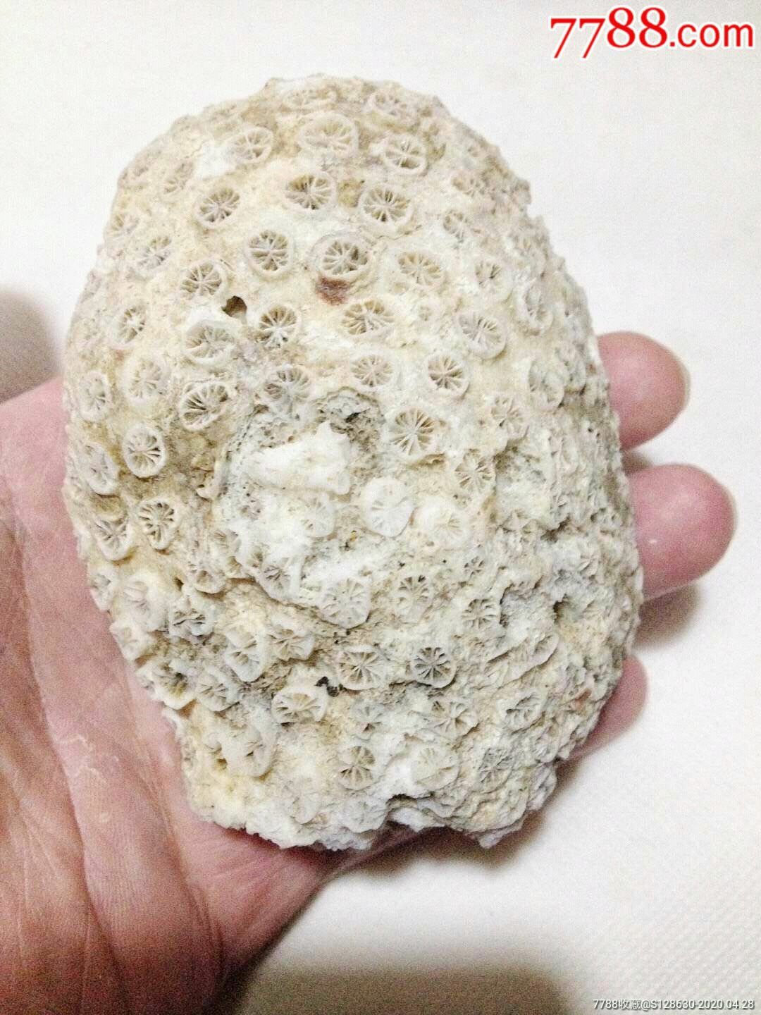 珊瑚石值钱图片