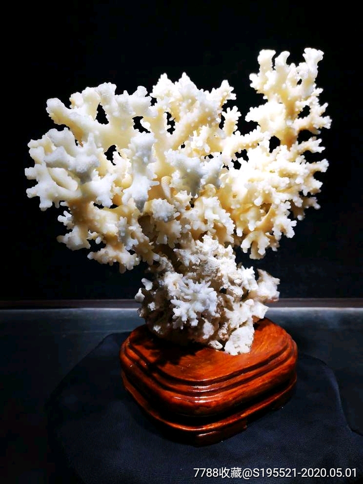 珊瑚石值钱图片