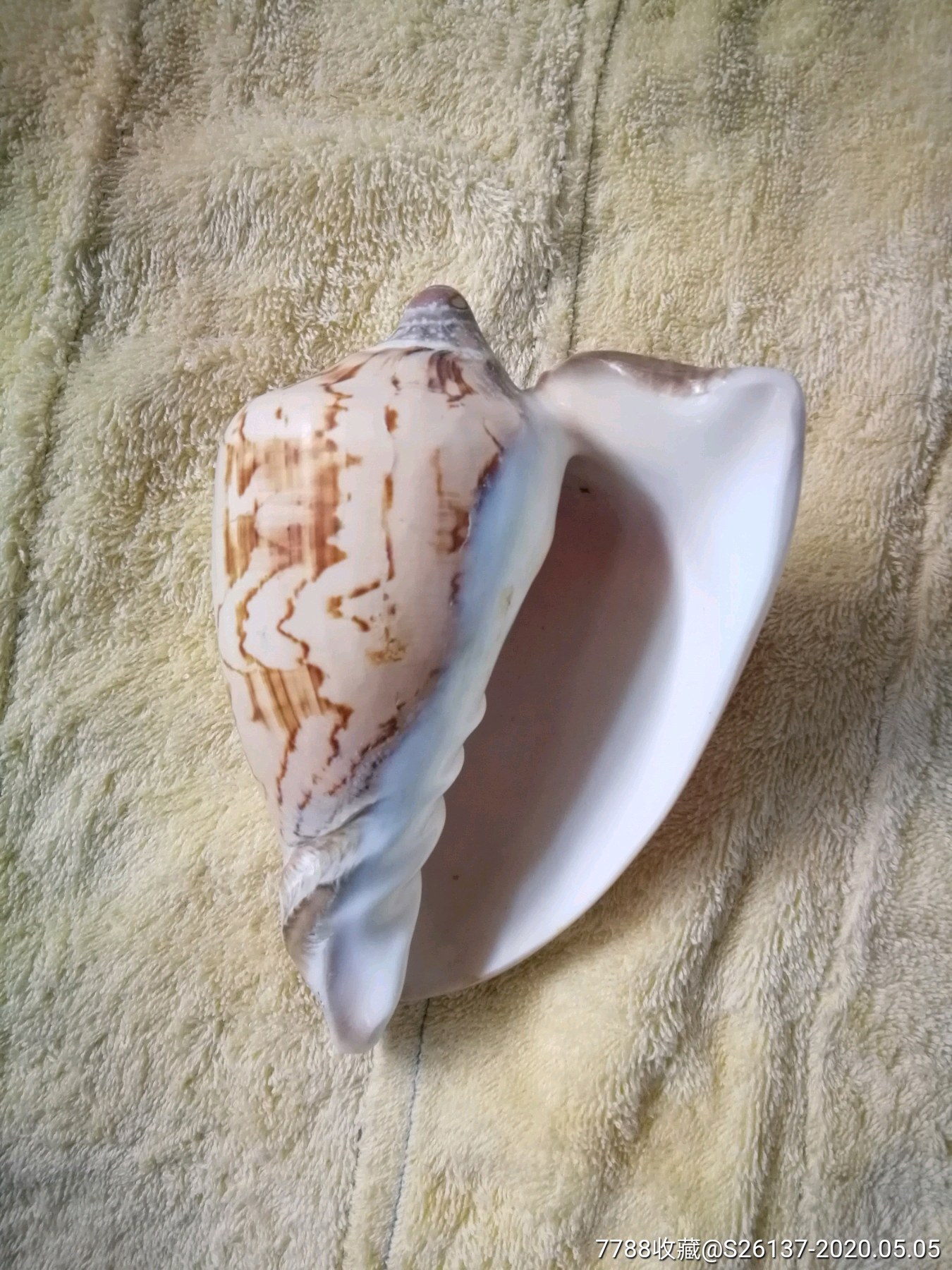 少见大海螺壳_价格10元_第7张