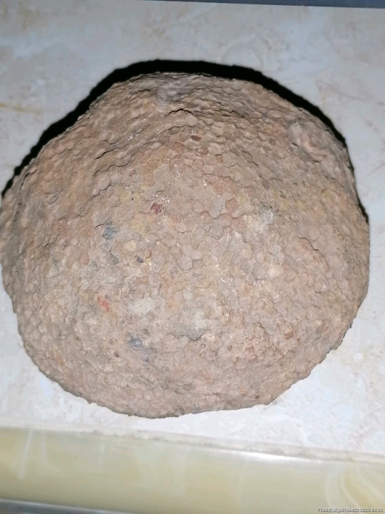 2亿年前的珊瑚石饼化石