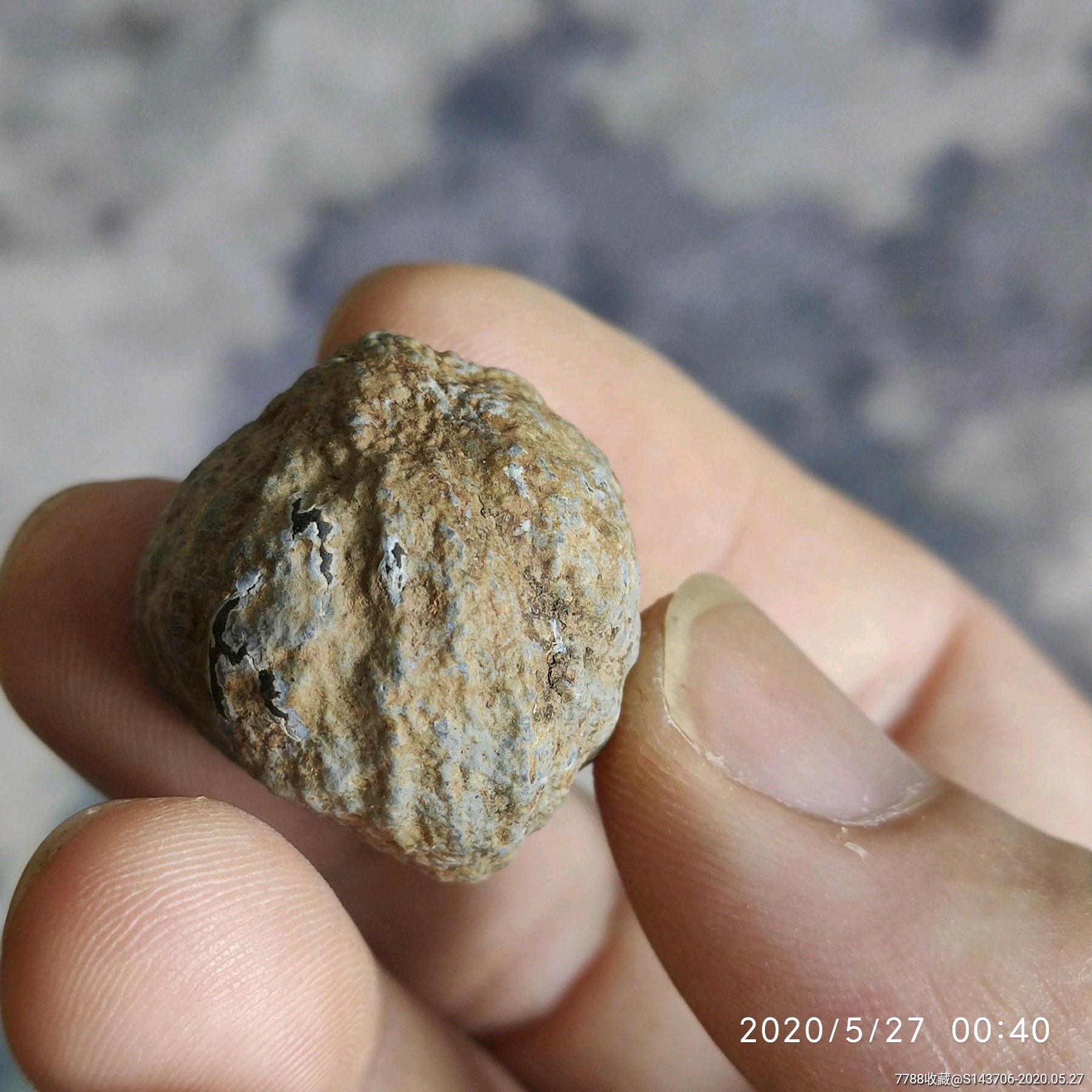 中华古果化石图片图片