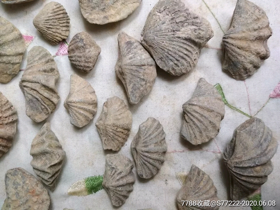 一个天然石燕贝化石厘米精品石燕贝无洞贝小嘴贝 