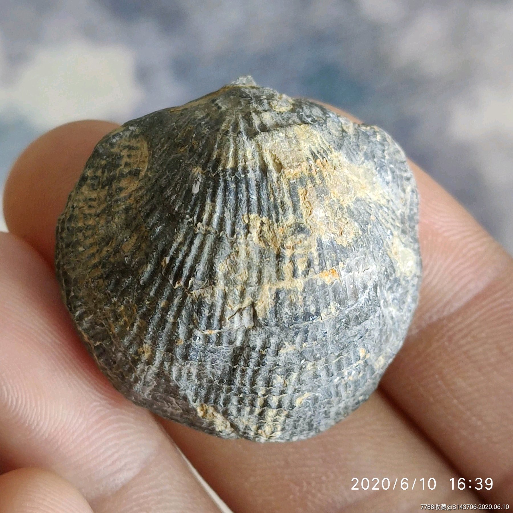 值钱的贝壳化石图片图片