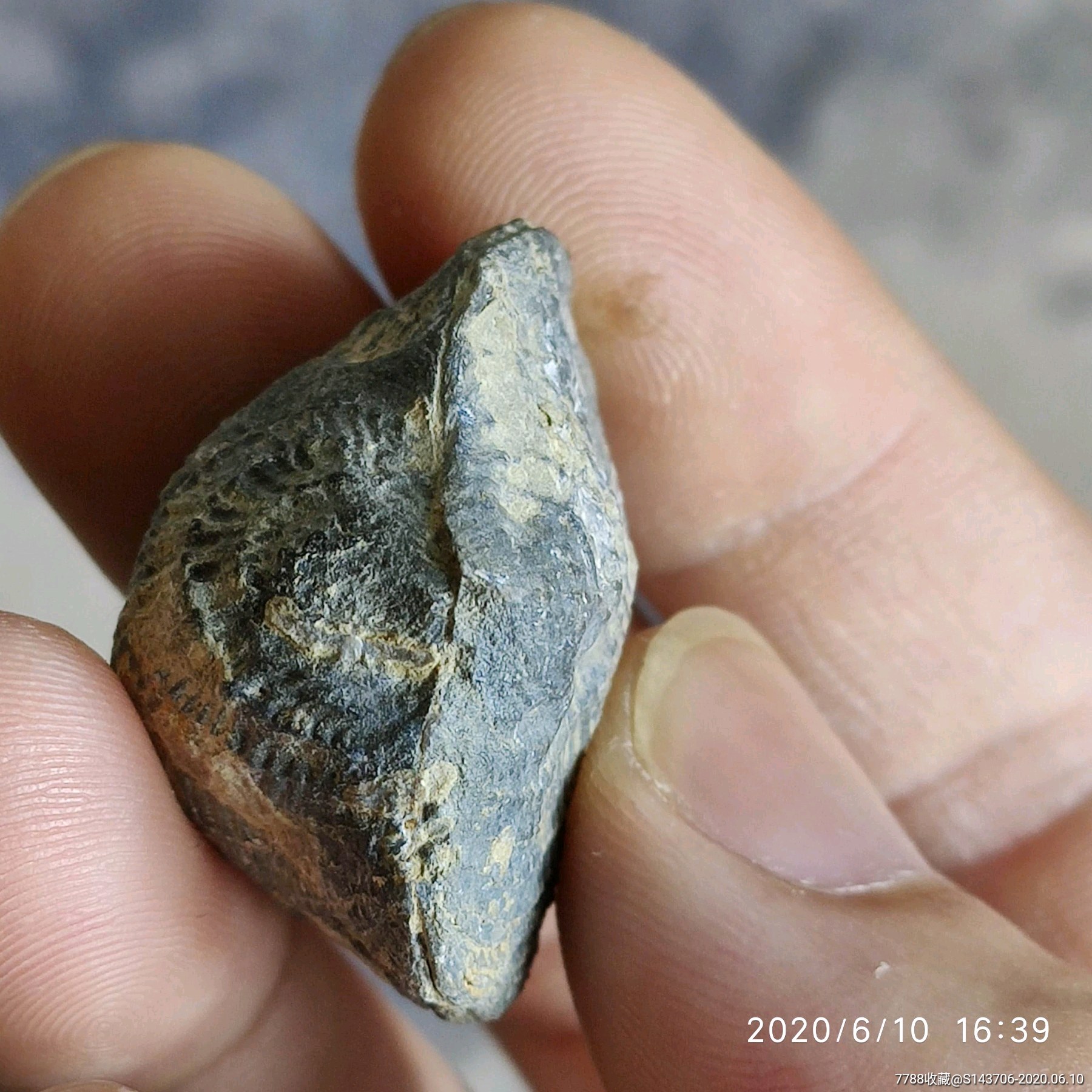 2-3亿年泥盆纪时期贝化石,编号x10