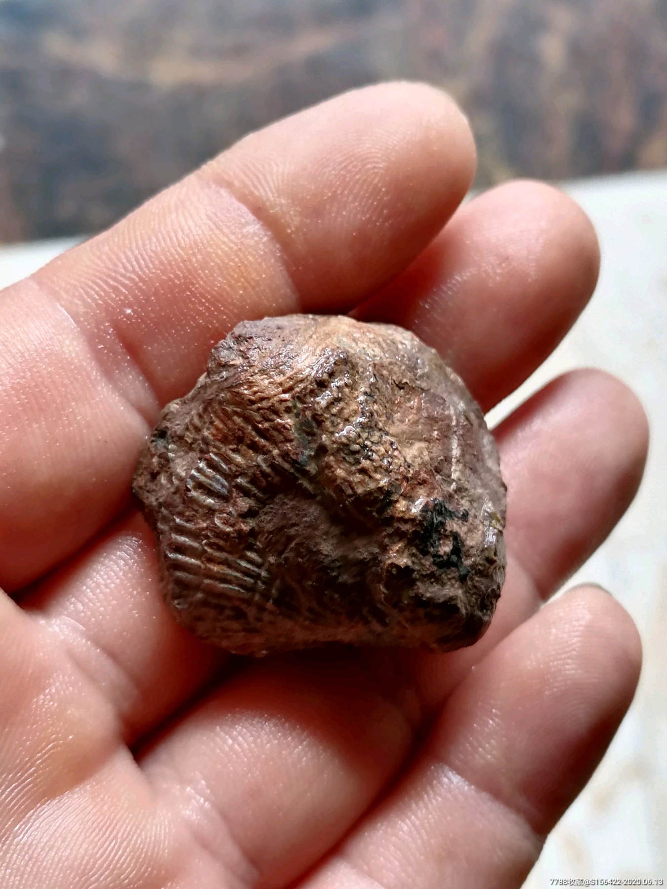 个头不小的贝壳化石