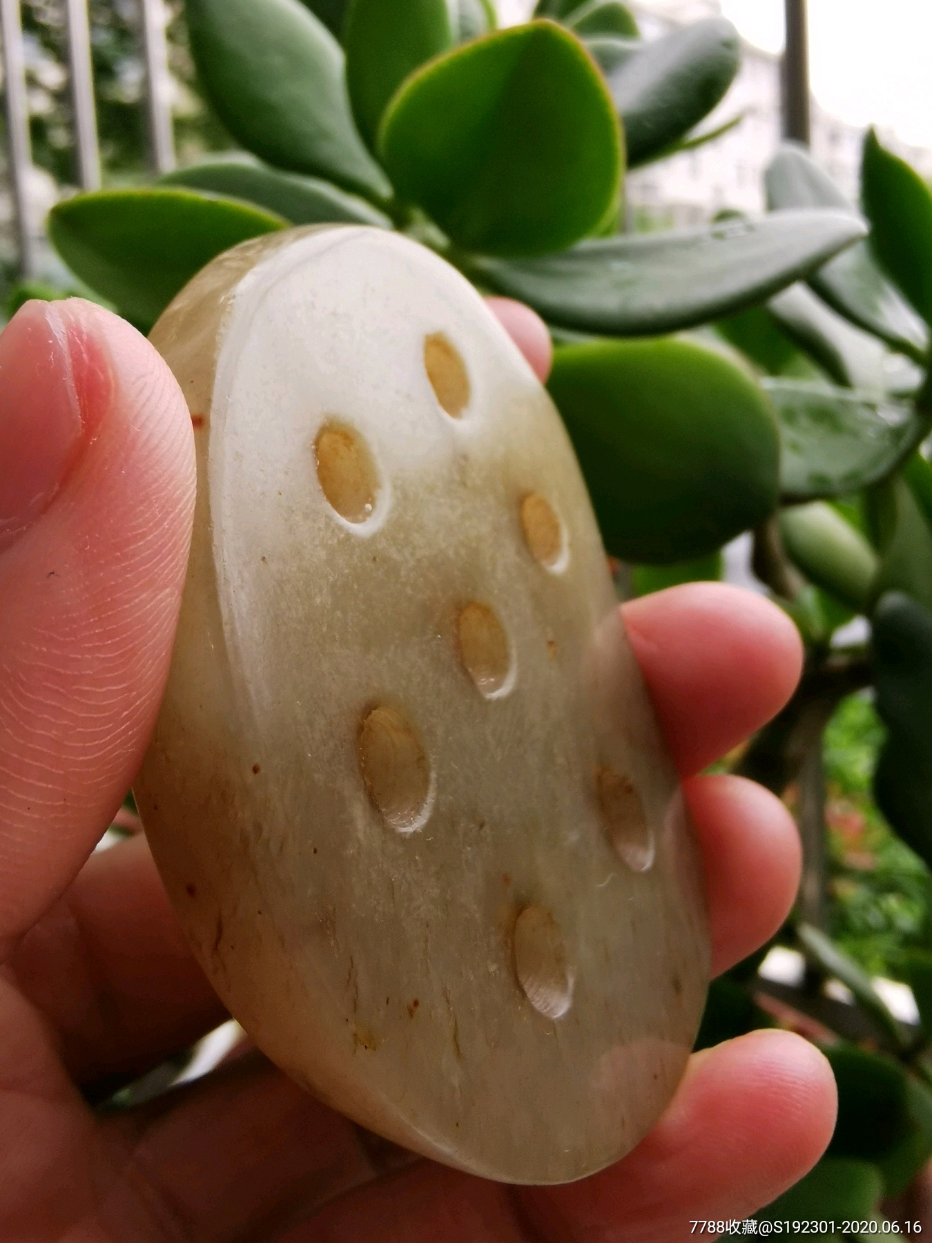 和田青白玉莲藕