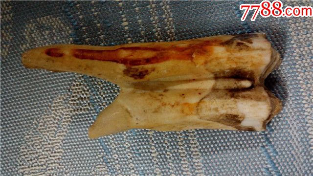 牛牙一块:8cm长x2.5cm宽x1.8cm厚仅此一块