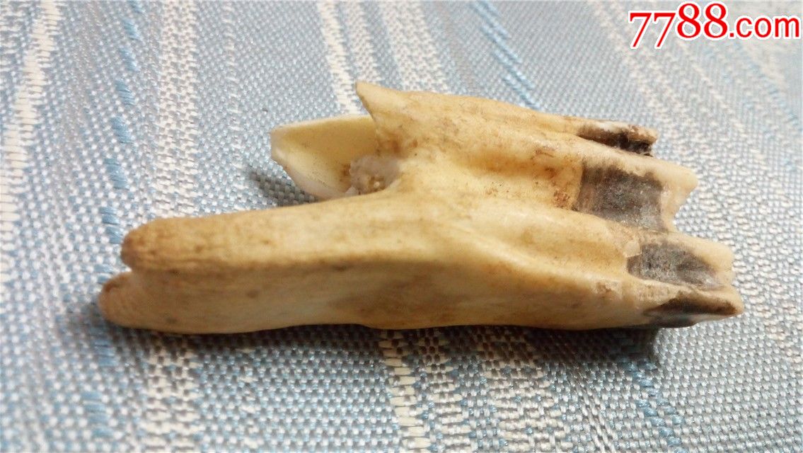 牛牙一块:8cm长x2.5cm宽x1.8cm厚仅此一块