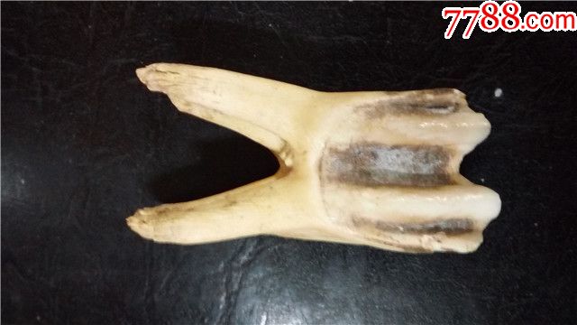 牛牙一块尺规:5.5cm长x2.5cm宽x1.5cm厚仅此一块