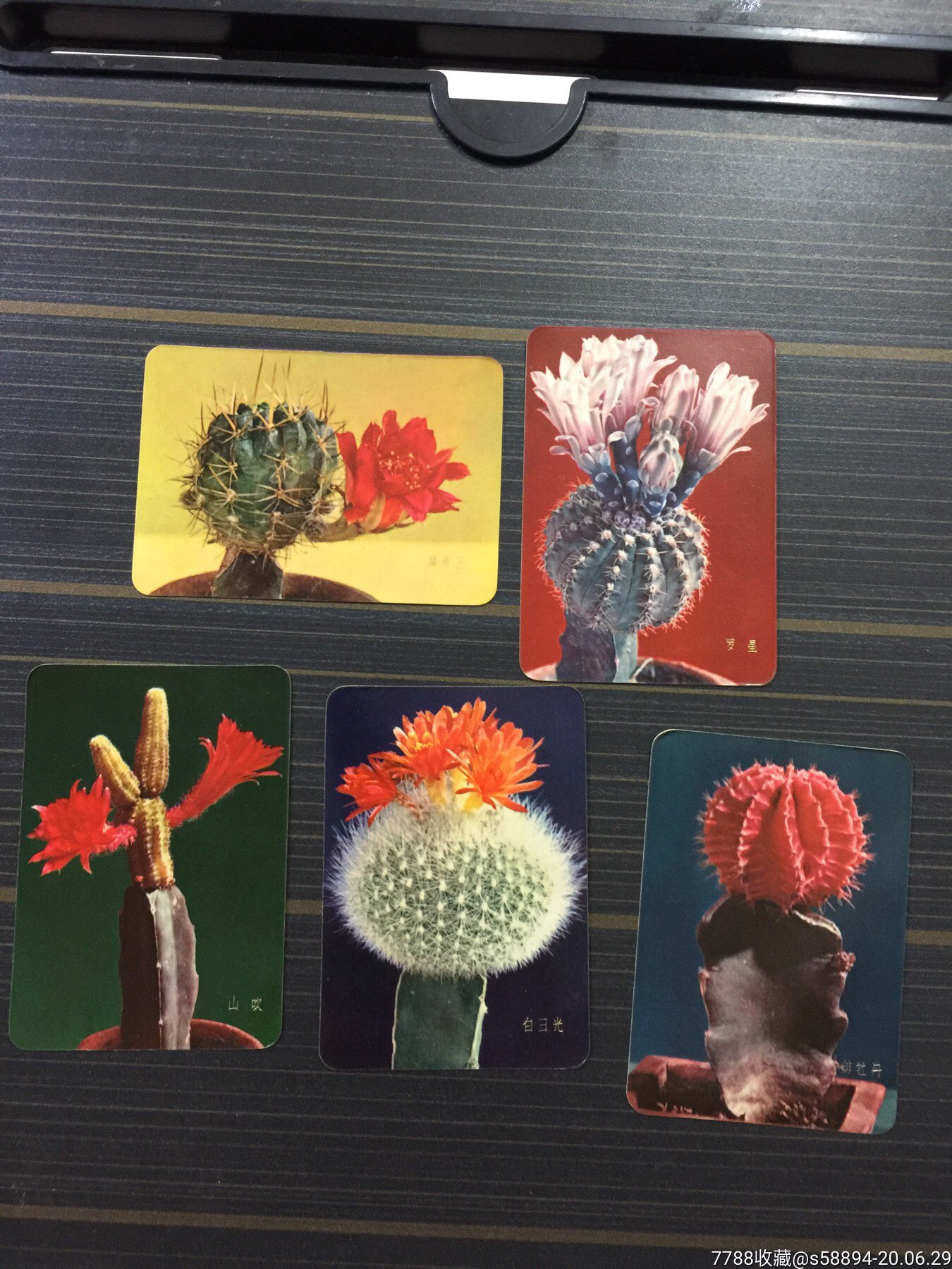 仙人掌的植物记录卡图片
