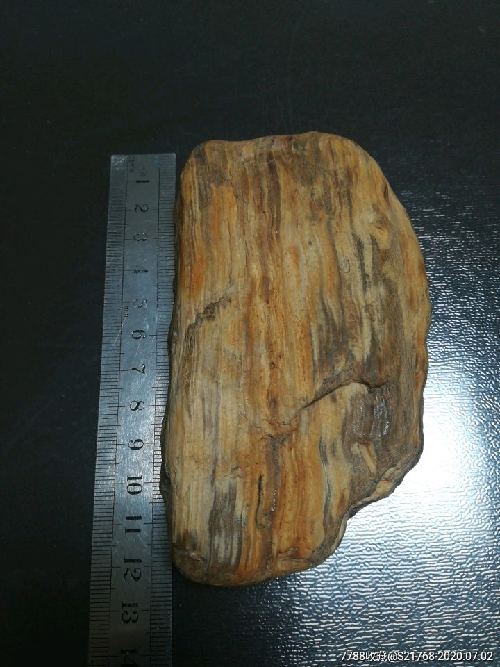 原生态木化石(293g)