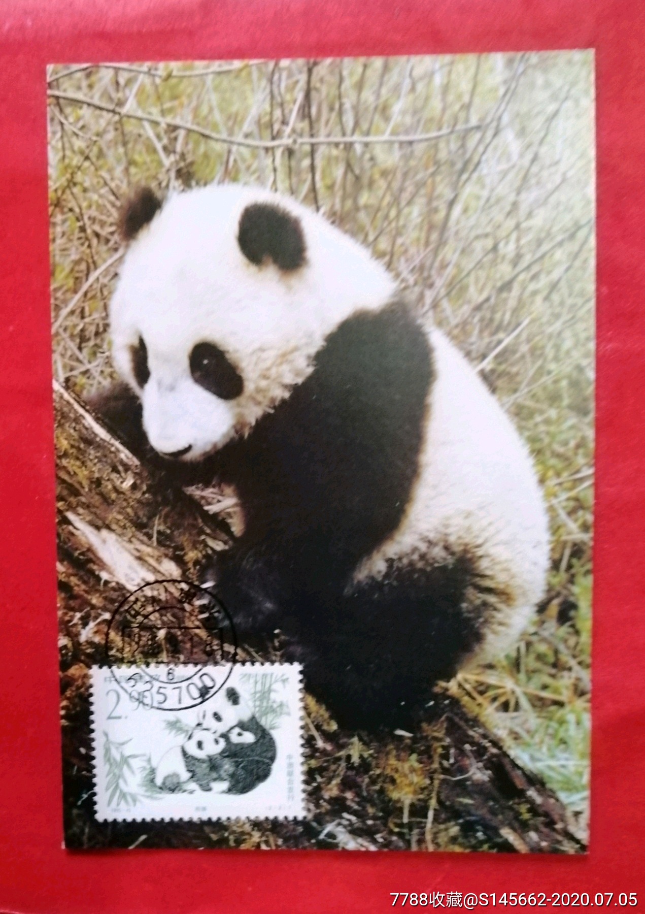 极限片(mc一23,动物,熊猫,考拉,)