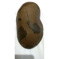 蜗牛_恒荣建盏【7788奇石收藏】