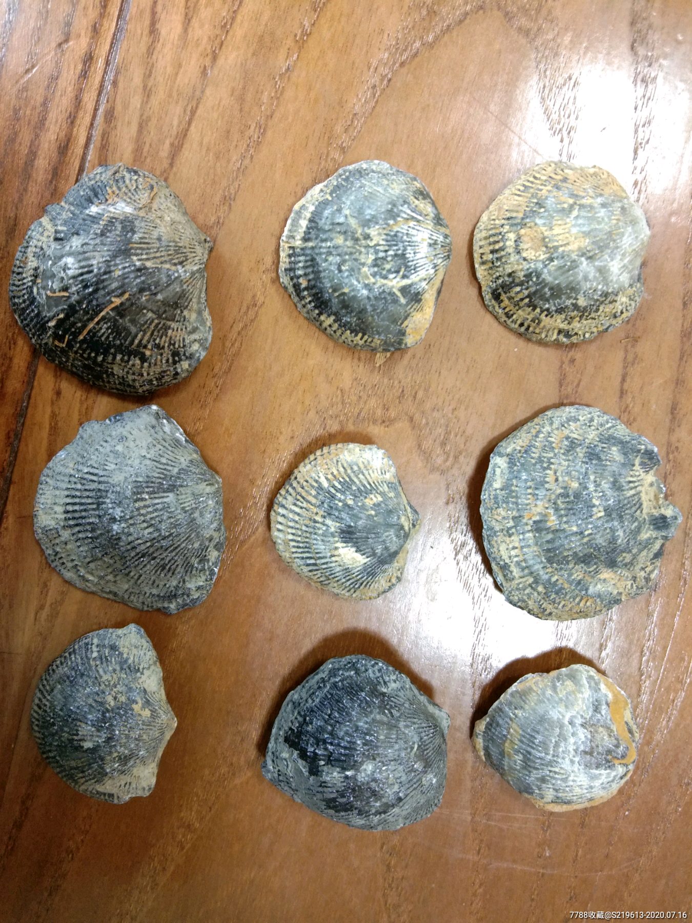贝壳化石九枚