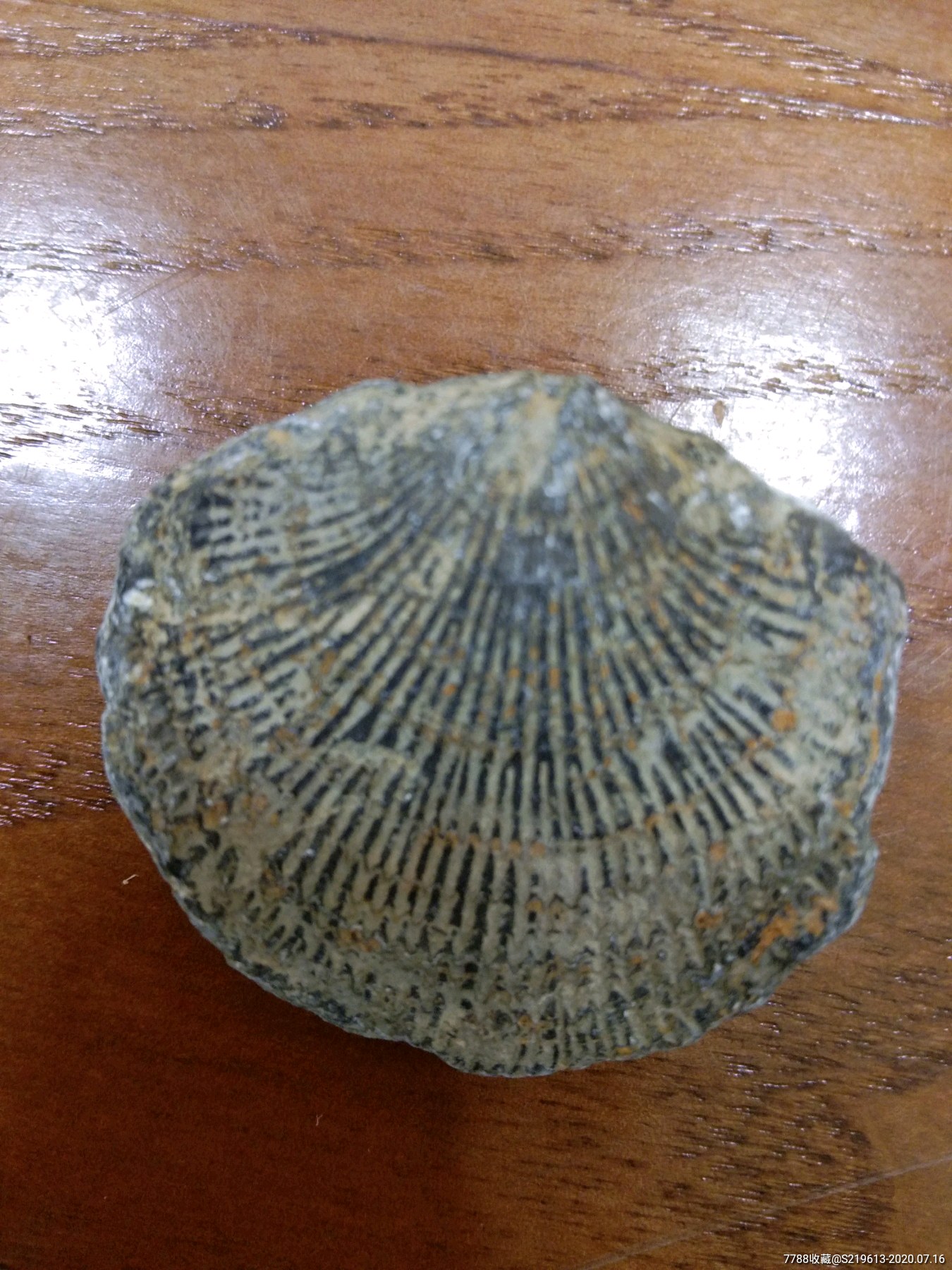 海贝化石图片大全图片