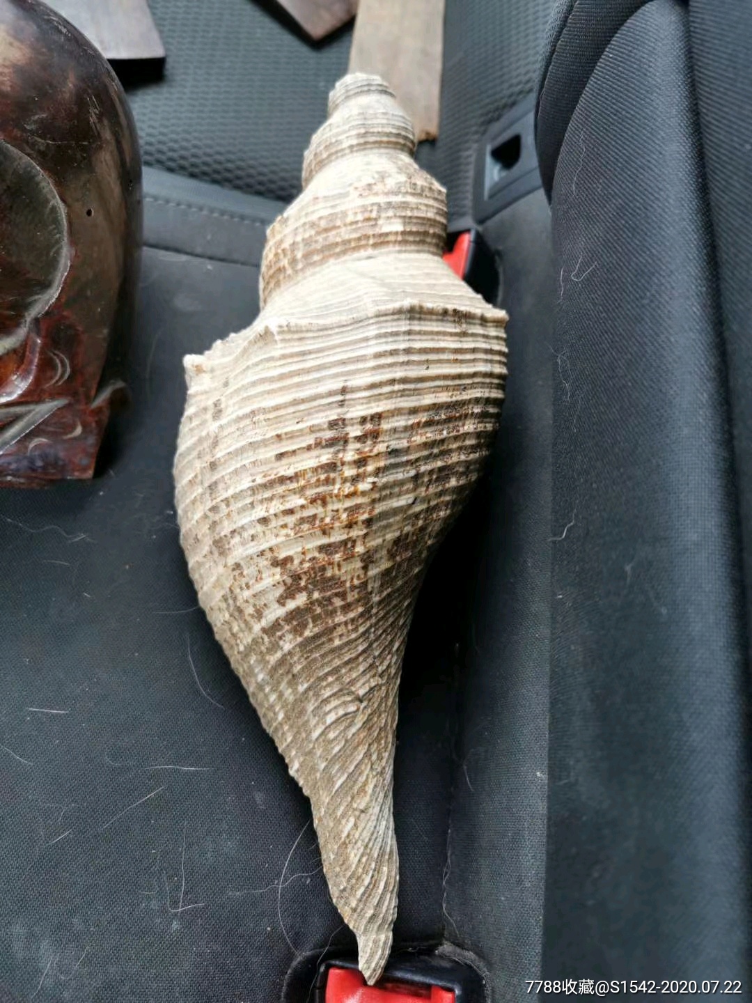 民国老道士用响螺一只