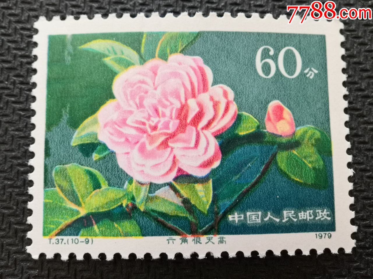 【t37云南山茶花,新中国邮票"t"字邮票,七十年代(20世纪,成套,新