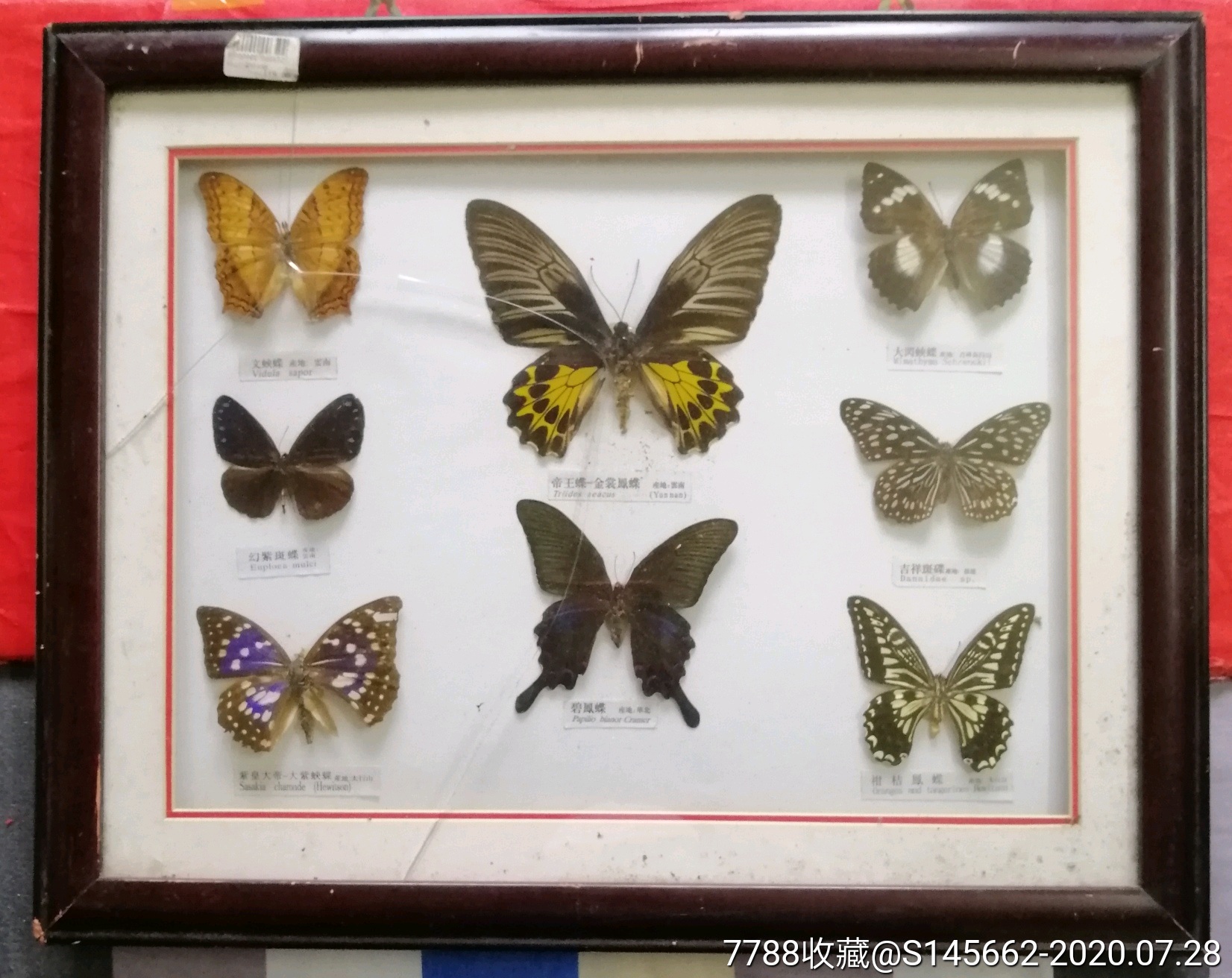 蝴蝶标本图片大全名字图片