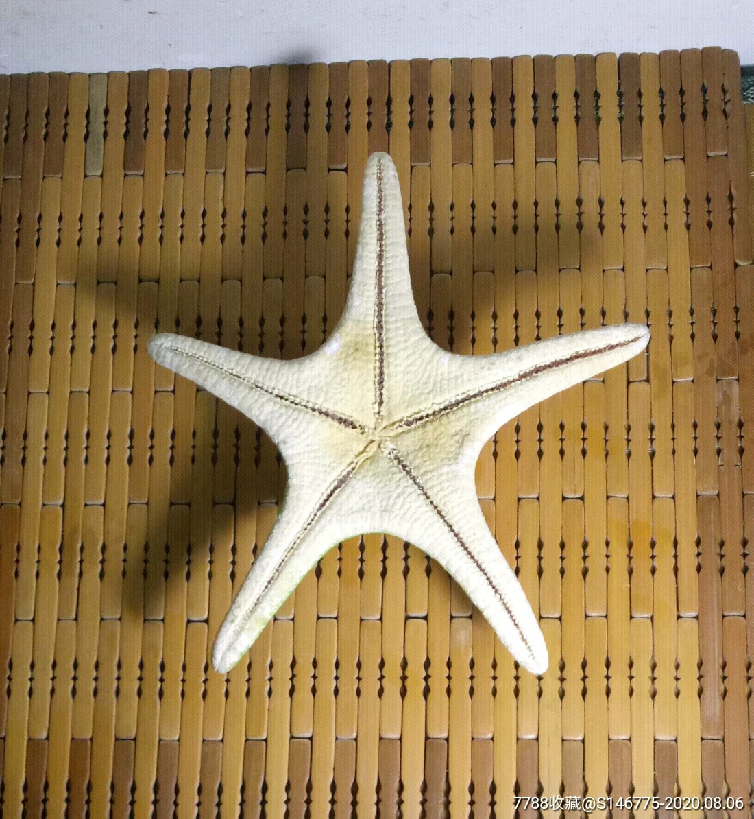 天然五角大海星