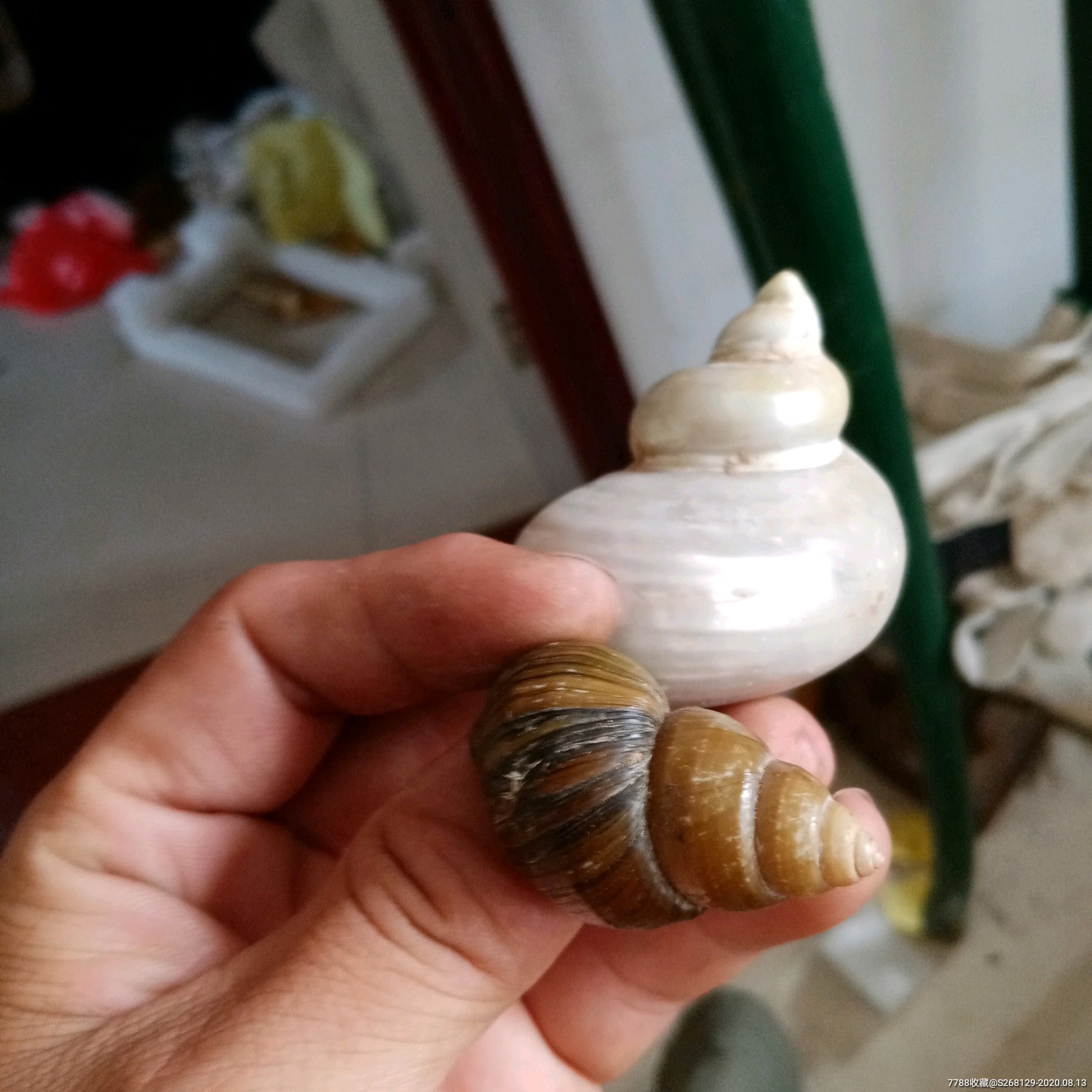 怀旧老天然海螺