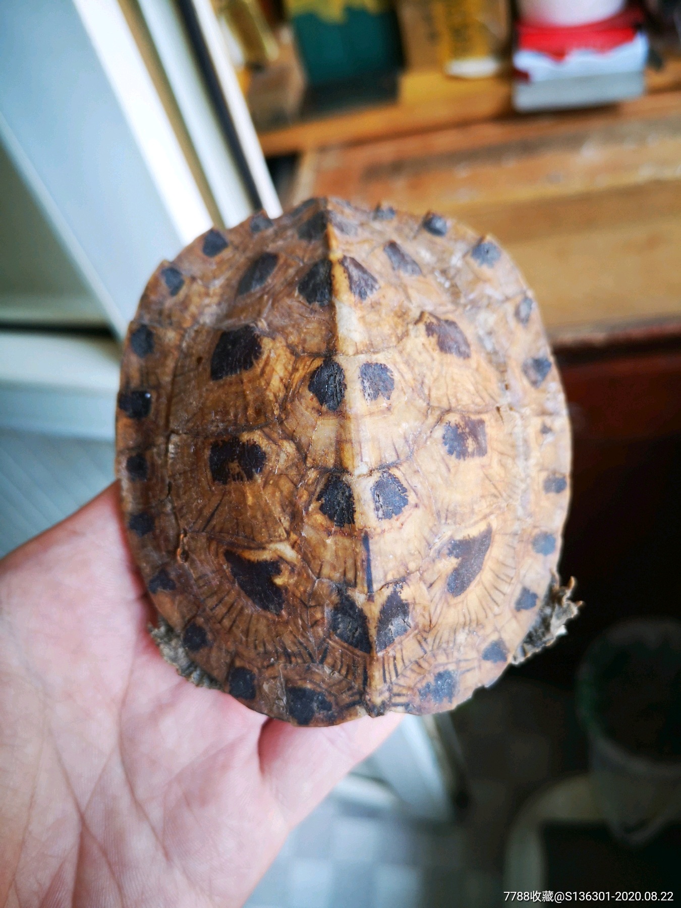 老山龟壳一个