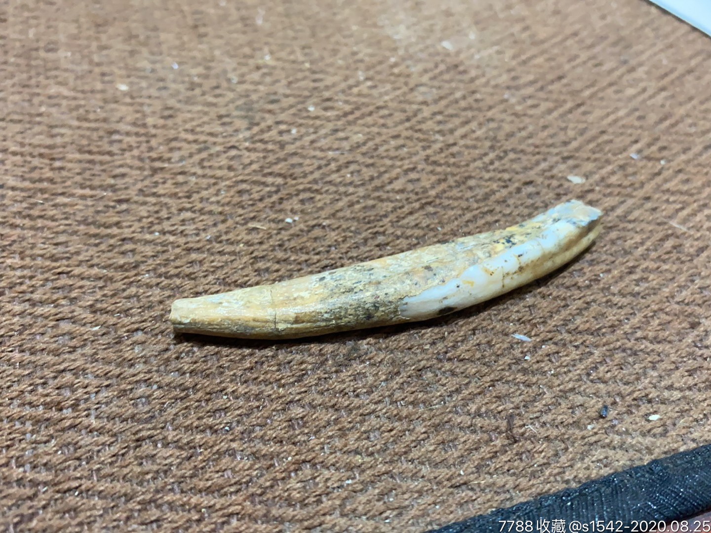 清代老狼牙一枚