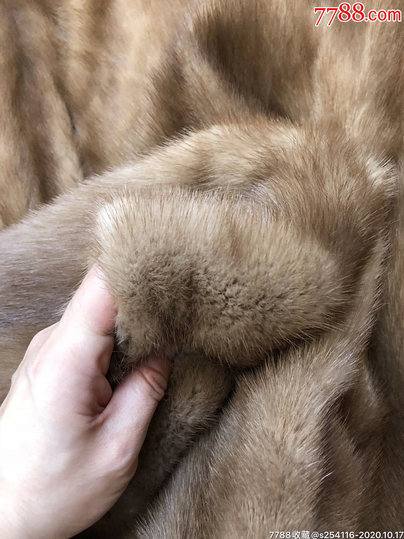 母貂整貂水貂貂皮厚密底绒厚胸围96cm肩宽38cm袖长54cm衣长68cm皮毛靓