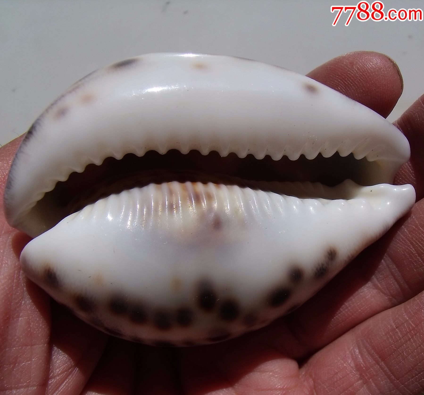 老宝贝壳雕12生肖---猪_贝壳摆件_第2张_7788钱币网