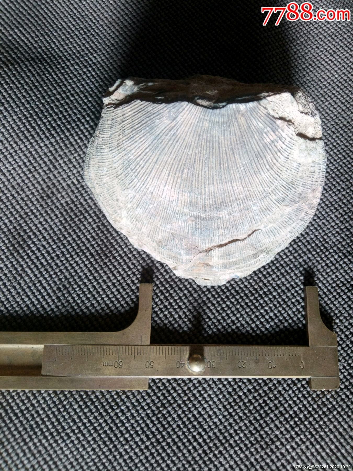 大贝壳化石