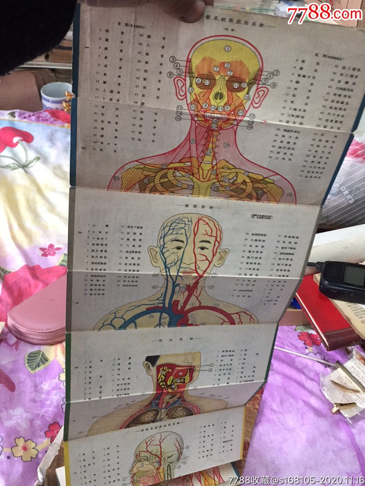 人体解剖折图【天天纸品斋】_第4张_7788旧书网