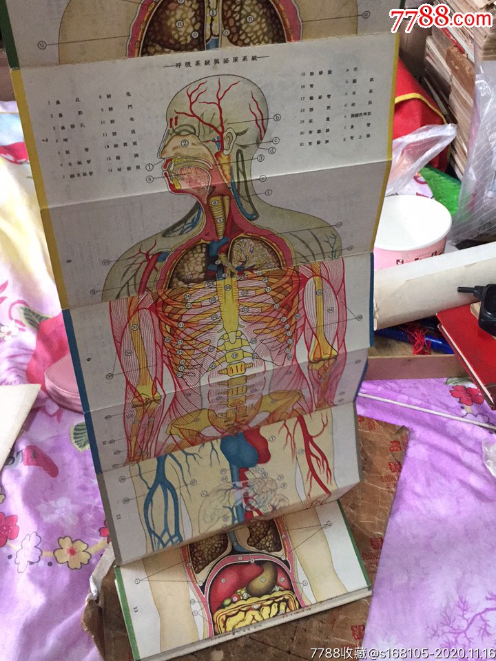 人体解剖折图【天天纸品斋】_第5张_7788旧书网