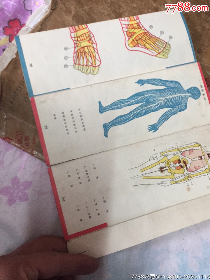 人体解剖折图【天天纸品斋】_第8张_7788旧书网