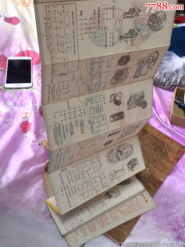 人体解剖折图【天天纸品斋】_第11张_7788旧书网