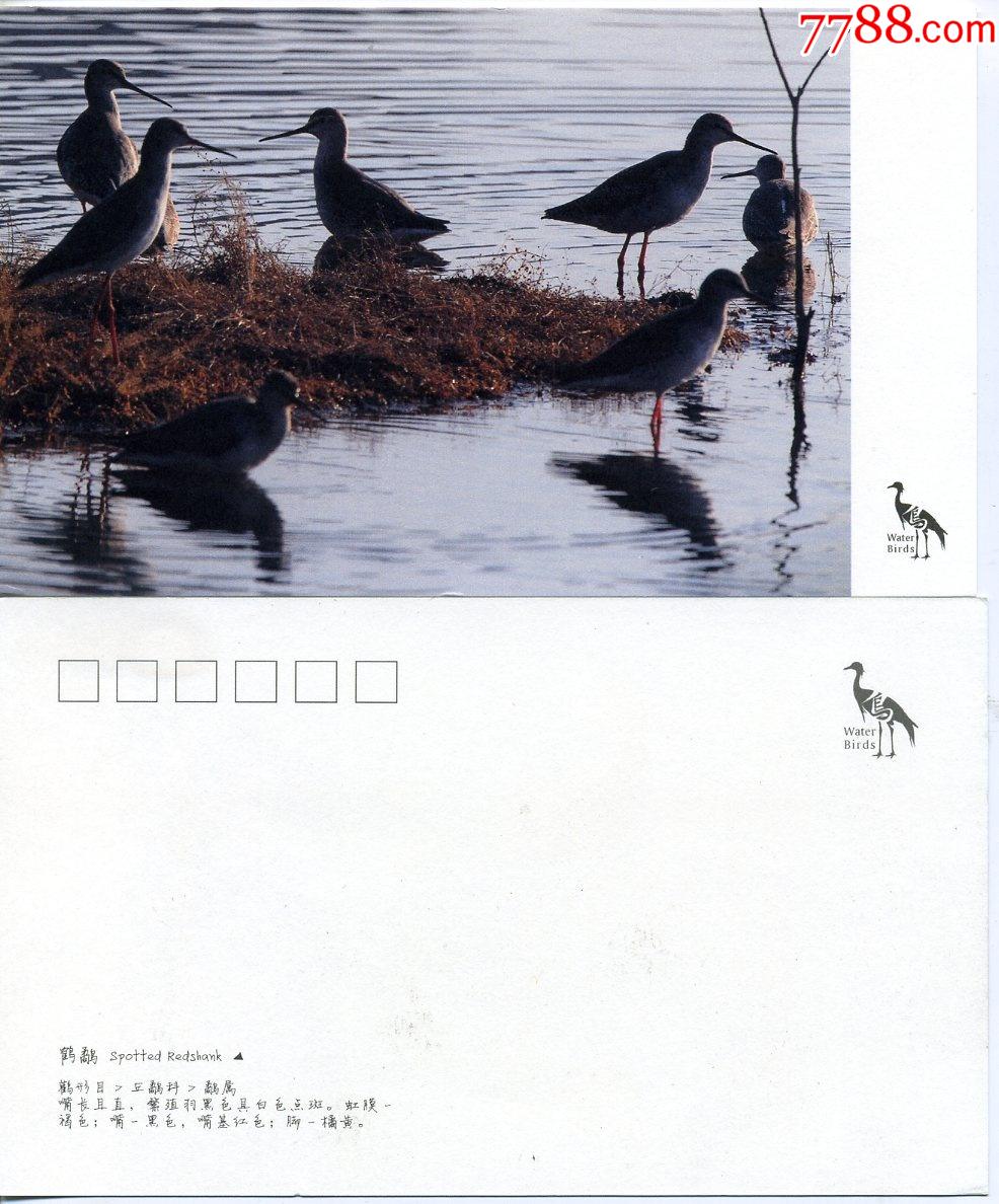 羽衣霓裳水鸟-鹤鹬野生动物鸟类摄影明信片