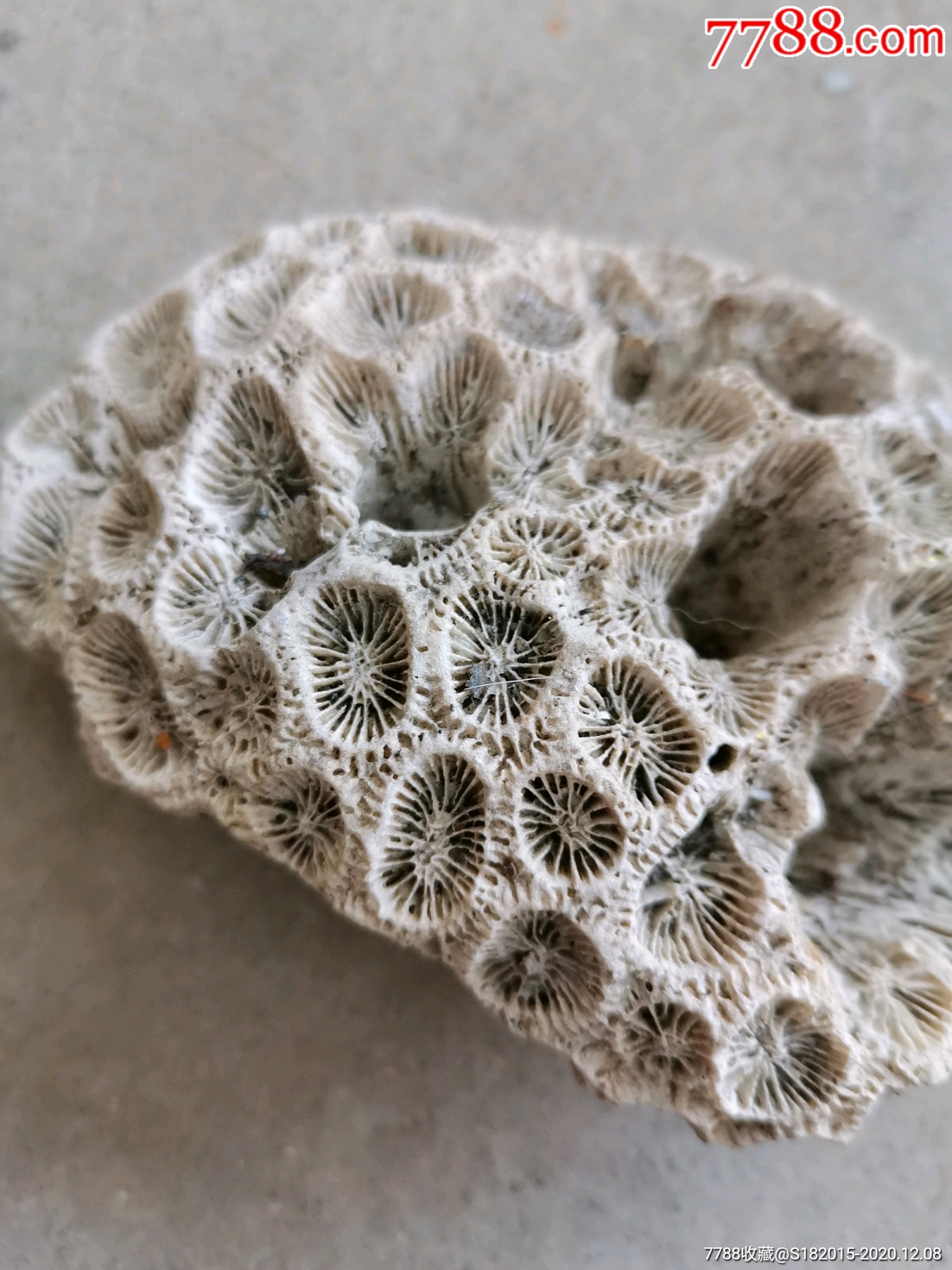 大海深处,白色的珊瑚