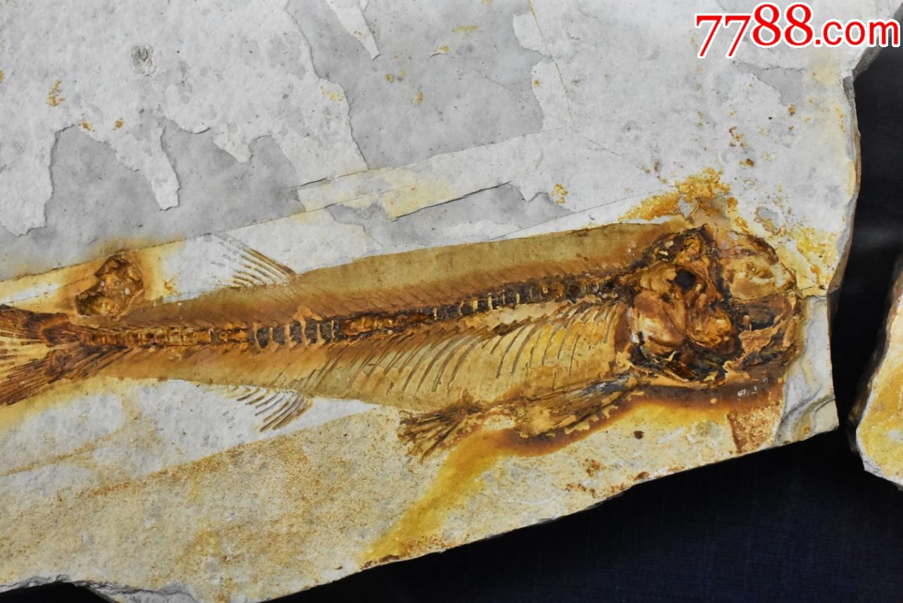 p9214中国辽西古生物化石狼鳍鱼对鱼原盒一对狼鳍鱼化石产于辽宁省朝